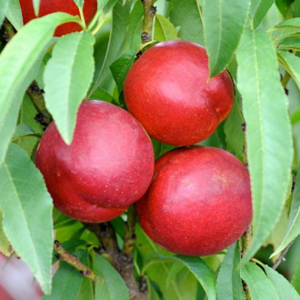 Nectarin Potemak imagine 13