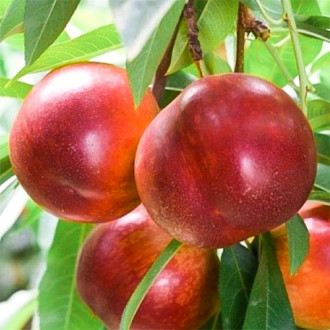 Nectarin Red Gold imagine 9