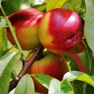 Nectarin Serpator imagine 2