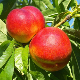 Nectarin Star Coral imagine 8