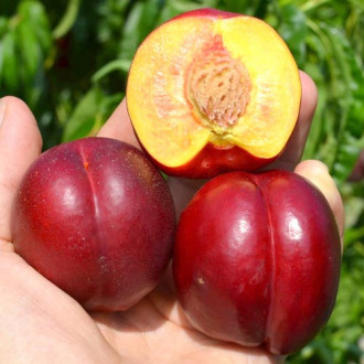 Nectarin Tepesko imagine 11