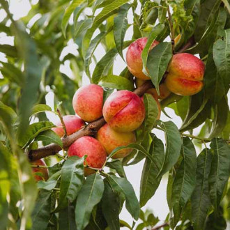 Nectarin Victoria imagine 13