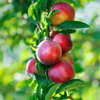 Нектарина (columnar) Orion изображение 18