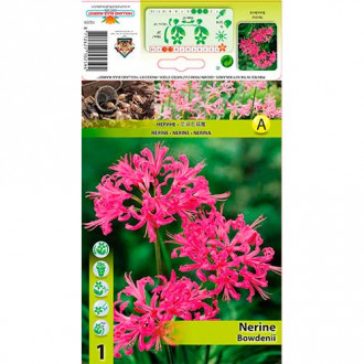 Nerina (Nerine Bowdenii) Pink interface.image 1