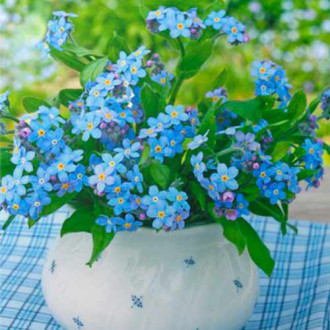 Незабравка Ocean Carpet изображение 8