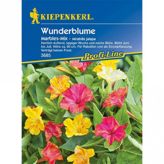 Нощна красавица Kiepenkerl изображение 4