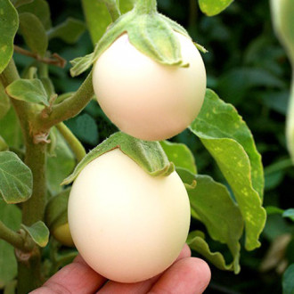 Oberżynka Golden Eggs Legutko interface.image 4