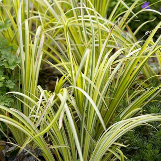 Obligeană Ogon imagine 1