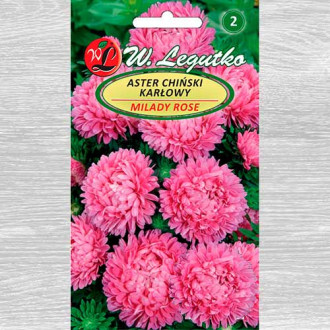 Ochiul boului Milady Deep Rose imagine 6