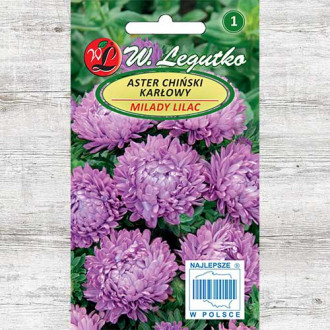 Ochiul boului Milady Lilac Legutko imagine 4