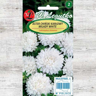 Ochiul boului Milady White Legutko imagine 8