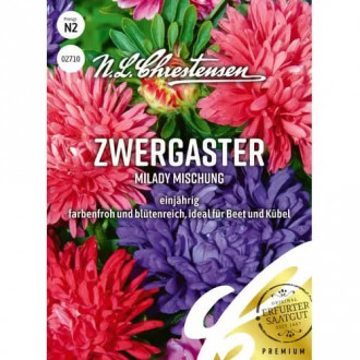 Ochiul boului pitic Milady, mix multicolor imagine 7