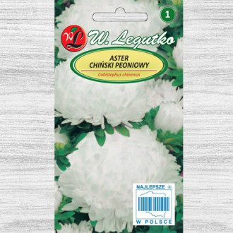 Ochiul boului tip bujor alb Legutko imagine 18