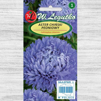 Ochiul boului tip bujor albastru Legutko imagine 13