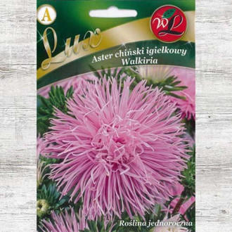 Ochiul boului Walkiria Legutko imagine 8