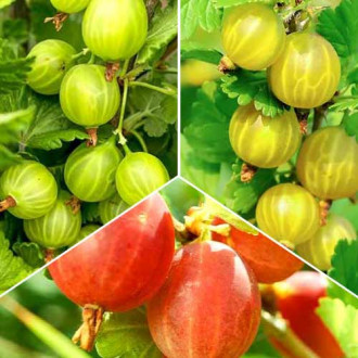 Ofertă specială! Agriși Trio, set de 3 soiuri imagine 4