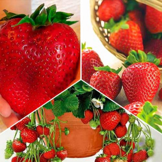 Ofertă specială! Căpşuni Recolte record, set de 3 soiuri imagine 12