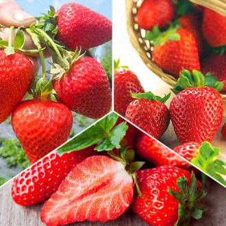 Ofertă specială! Căpșuni super remontanți, set de 3 soiuri imagine 9