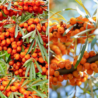 Ofertă specială! Cătină, set de 2 soiuri imagine 5