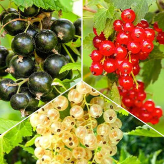 Ofertă specială! Coacăzi Trio, set de 3 soiuri imagine 5