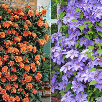 Ofertă specială! Duo de trandafir și clematis Bright Palette, set de 2 soiuri imagine 17