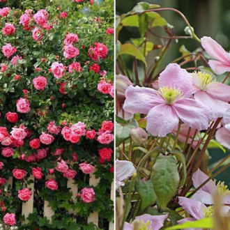 Ofertă specială! Duo de trandafir și clematis Perfect Duet, set de 2 soiuri imagine 12