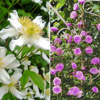 Ofertă specială! Duo de trandafir și clematis Starry Sky, set de 2 soiuri imagine 6