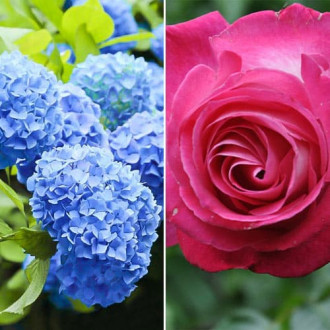 Ofertă specială! Duo de trandafir și hortensie Blue Dreams, set de 2 soiuri imagine 16
