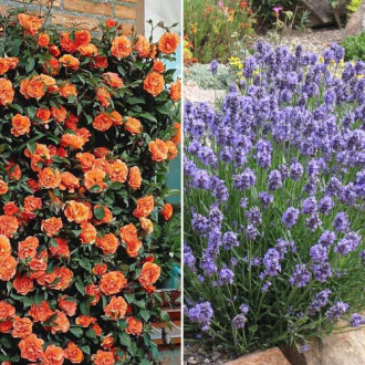 Ofertă specială! Duo de trandafir și lavandă Aromatic Couple, set de 2 soiuri imagine 18