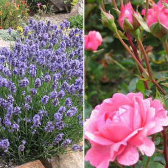 Ofertă specială! Duo de trandafir și lavandă Fragrances of Provence, set de 2 soiuri imagine 1