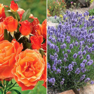 Ofertă specială! Duo de trandafir și lavandă Orange Dreams, set de 2 soiuri imagine 11