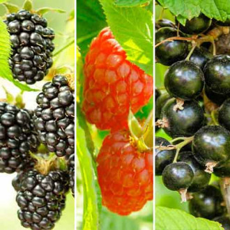 Ofertă specială! Fructe pentru smoothie, set de 3 soiuri imagine 15