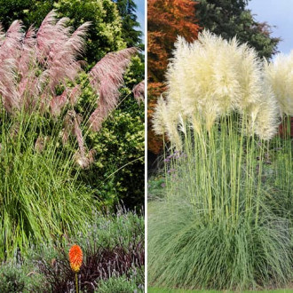 Ofertă specială! Iarbă de pampas Duo, set de 2 soiuri imagine 1
