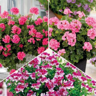 Ofertă specială! Mușcate anti-țânțari, set 3 soiuri imagine 1