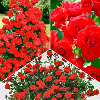 Trandafiri Magic of Fire, set de 3 soiuri imagine 14