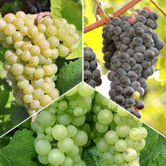 Ofertă specială! Viță de vie Sauvignon, set de 3 soiuri imagine 10