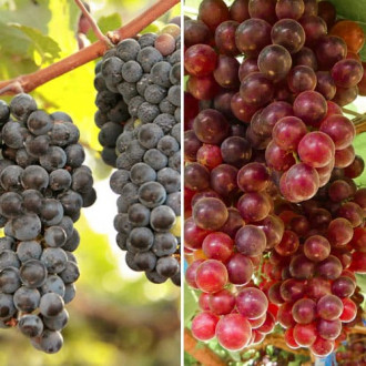 Ofertă specială! Viță de vie Vin rosé, set de 2 soiuri imagine 7