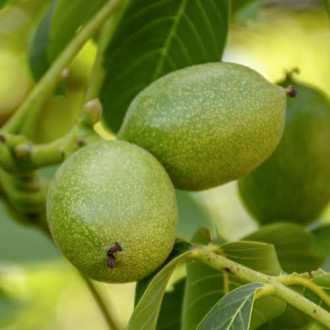 Орех Franquette, C2 изображение 3