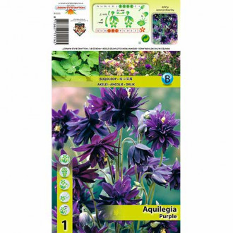 Orlik Purple interface.image 6