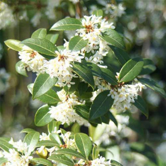 Osmantus Burkwooda