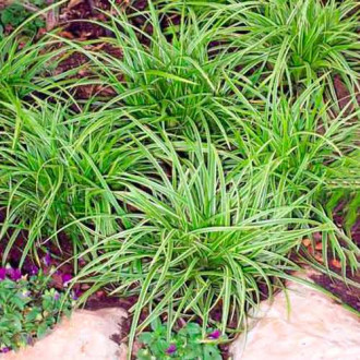 Острица (Carex) Ice Dance изображение 5