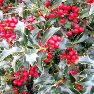 Ostrokrzew kolczasty (Ilex) Alaska interface.image 11