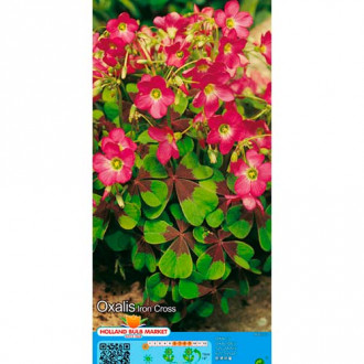 Oxalis Iron Cross imagine 2