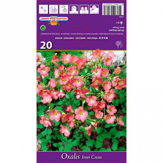 Oxalis Deppei Iron Cross imagine 3