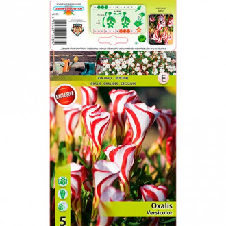 Oxalis Versicolor imagine 1