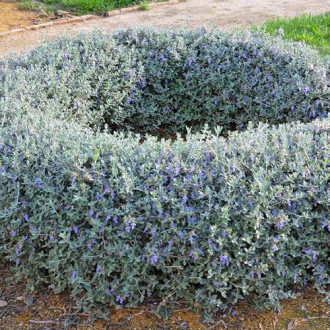 Ożanka (Teucrium fruticans) interface.image 1