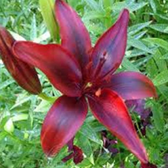 Pachet economic! Crin asiatic Black Out imagine 14