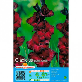 Gladiole Black Jack imagine 6