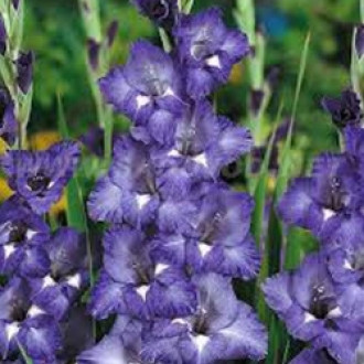 Pachet economic! Gladiole Blue Isle imagine 12