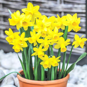 Pachet economic! Narcise miniatur Tete a tete imagine 6